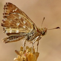 Carcharodus alceae